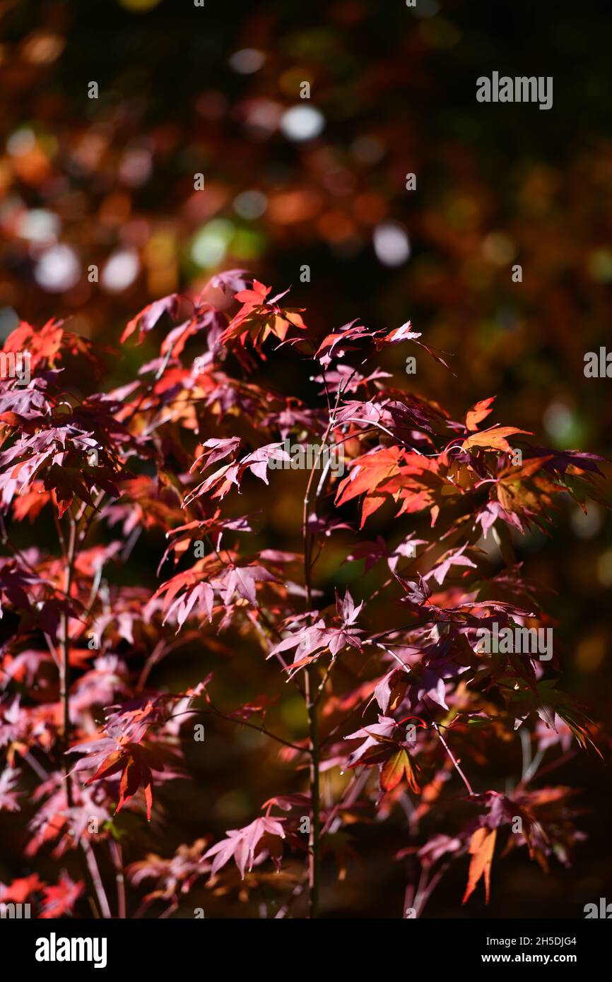 Trees and parks in Autumn colours Stock Photo - Alamy