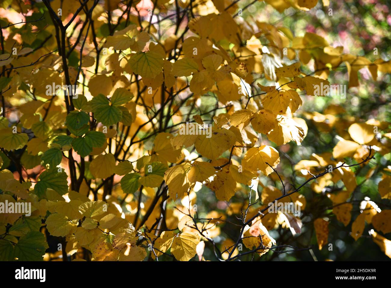 Trees and parks in Autumn colours Stock Photo - Alamy