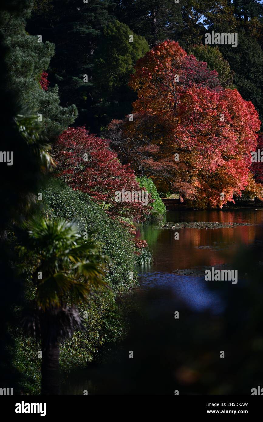 Trees and parks in Autumn colours Stock Photo - Alamy