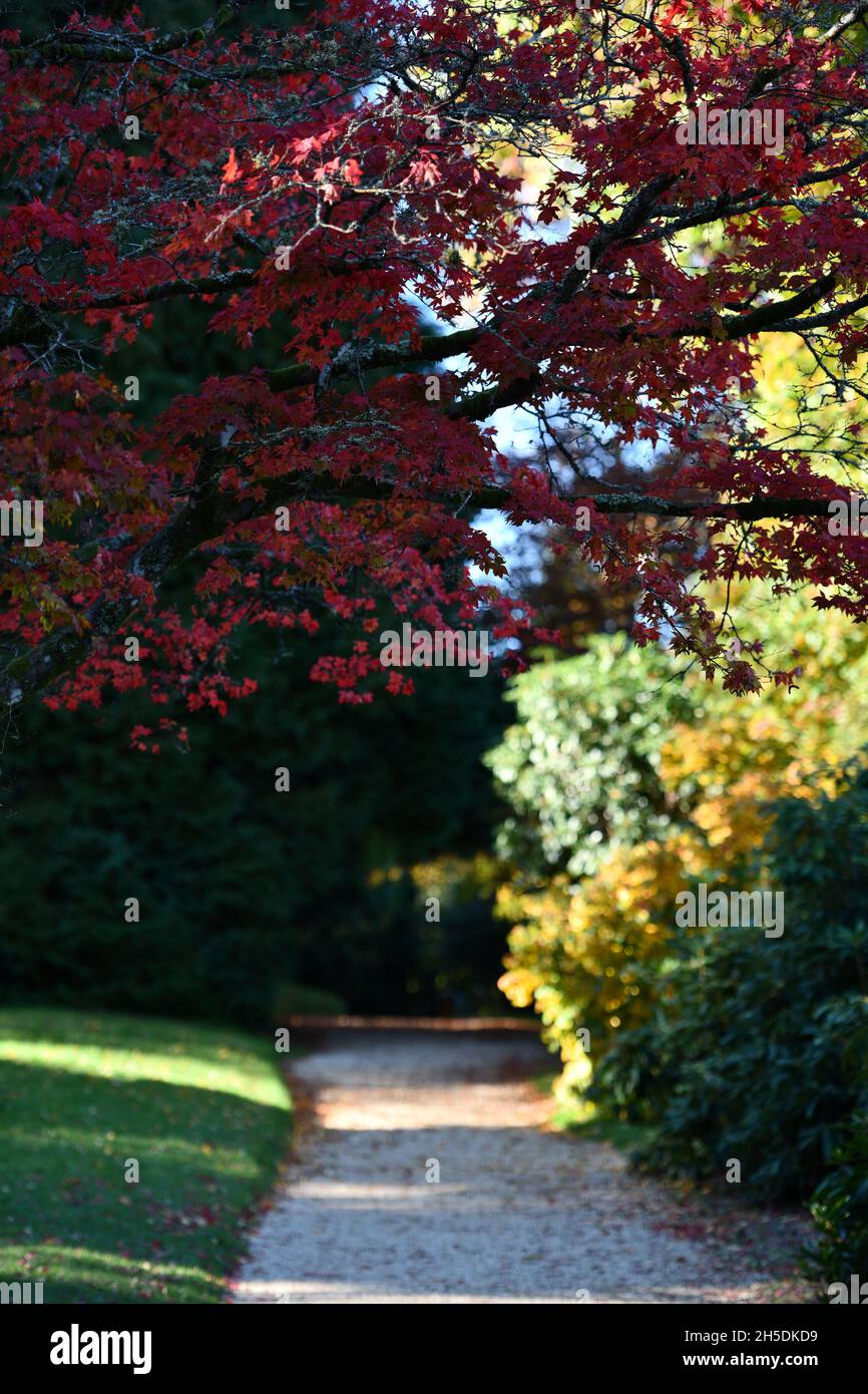 Trees and parks in Autumn colours Stock Photo - Alamy