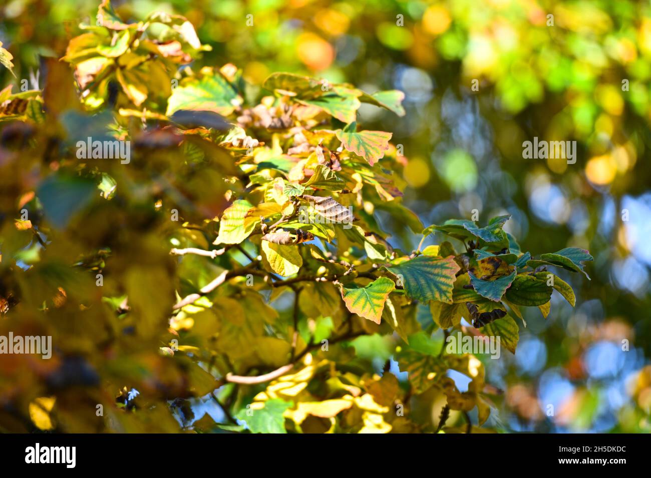 Trees and parks in Autumn colours Stock Photo - Alamy