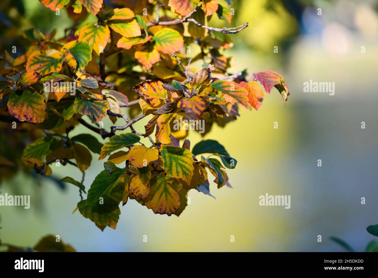 Trees and parks in Autumn colours Stock Photo - Alamy