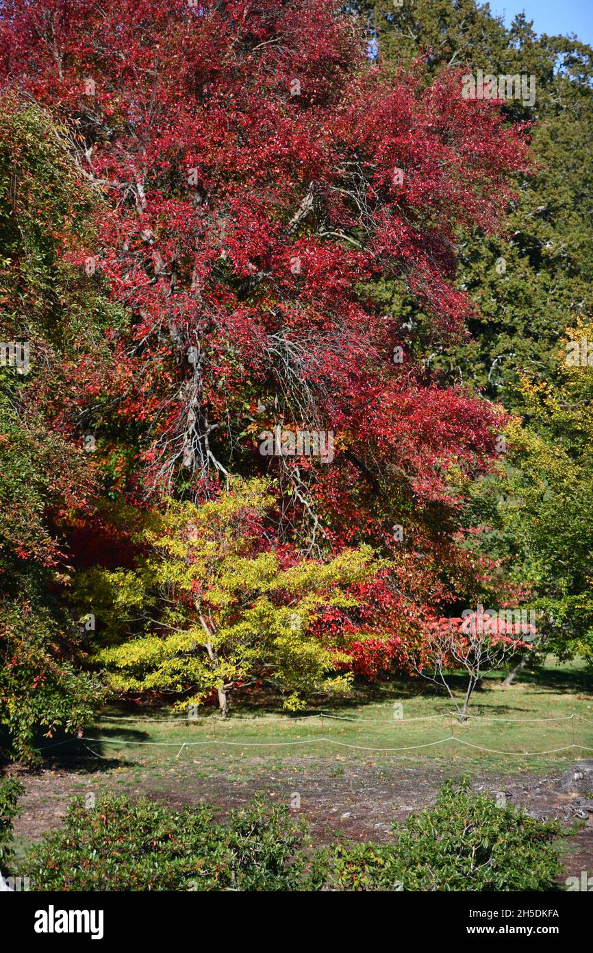 Trees and parks in Autumn colours Stock Photo - Alamy