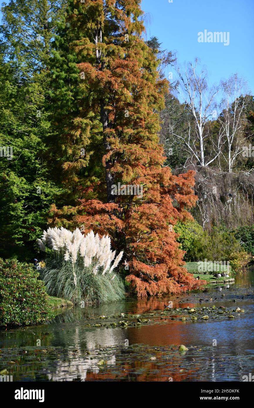 Trees and parks in Autumn colours Stock Photo - Alamy