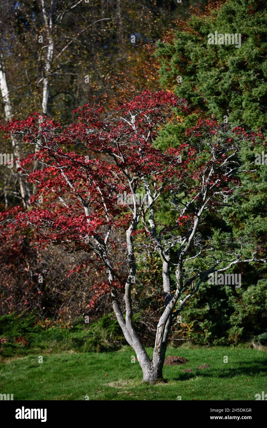 Trees and parks in Autumn colours Stock Photo - Alamy