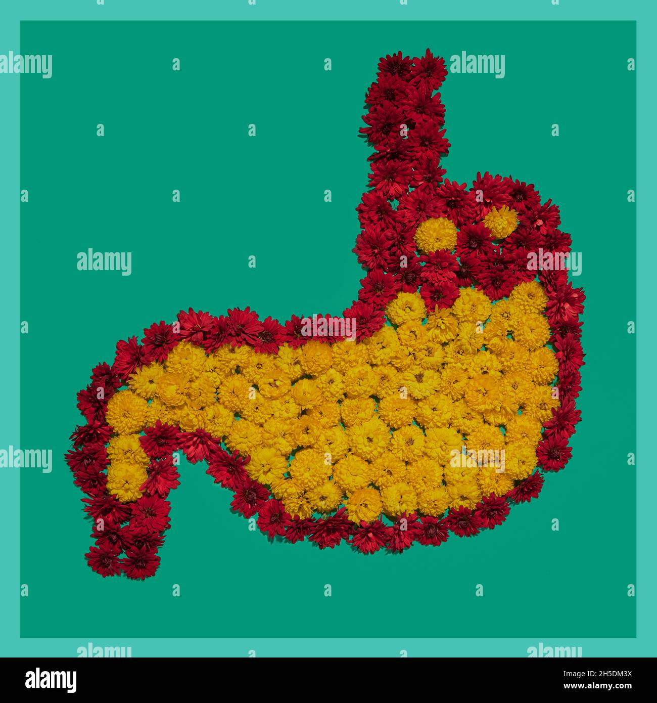 Shape of human stomach made of flowers, stomach health concept. Part of set medical pictures of internal human organs Stock Photo