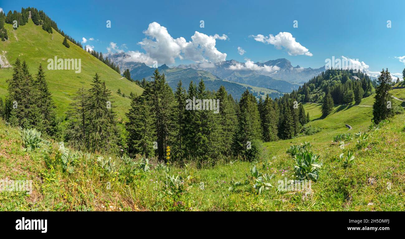 Col de Bretaye *** Local Caption ***  Villars-sur-Ollon, Switzerland, landscape, field, meadow, trees, summer, mountains, hills, Stock Photo