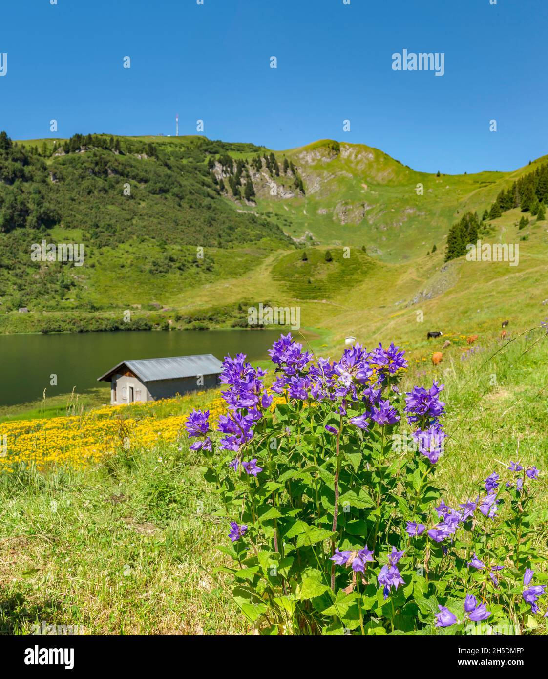 Lac de Bretaye *** Local Caption ***  Villars-sur-Ollon, Switzerland, landscape, field,  meadow, flowers, summer, mountains, lake, Stock Photo