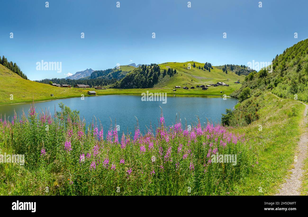 Lac de Bretaye *** Local Caption ***  Villars-sur-Ollon, Switzerland, landscape, water, flowers, summer, mountains, lake, Stock Photo