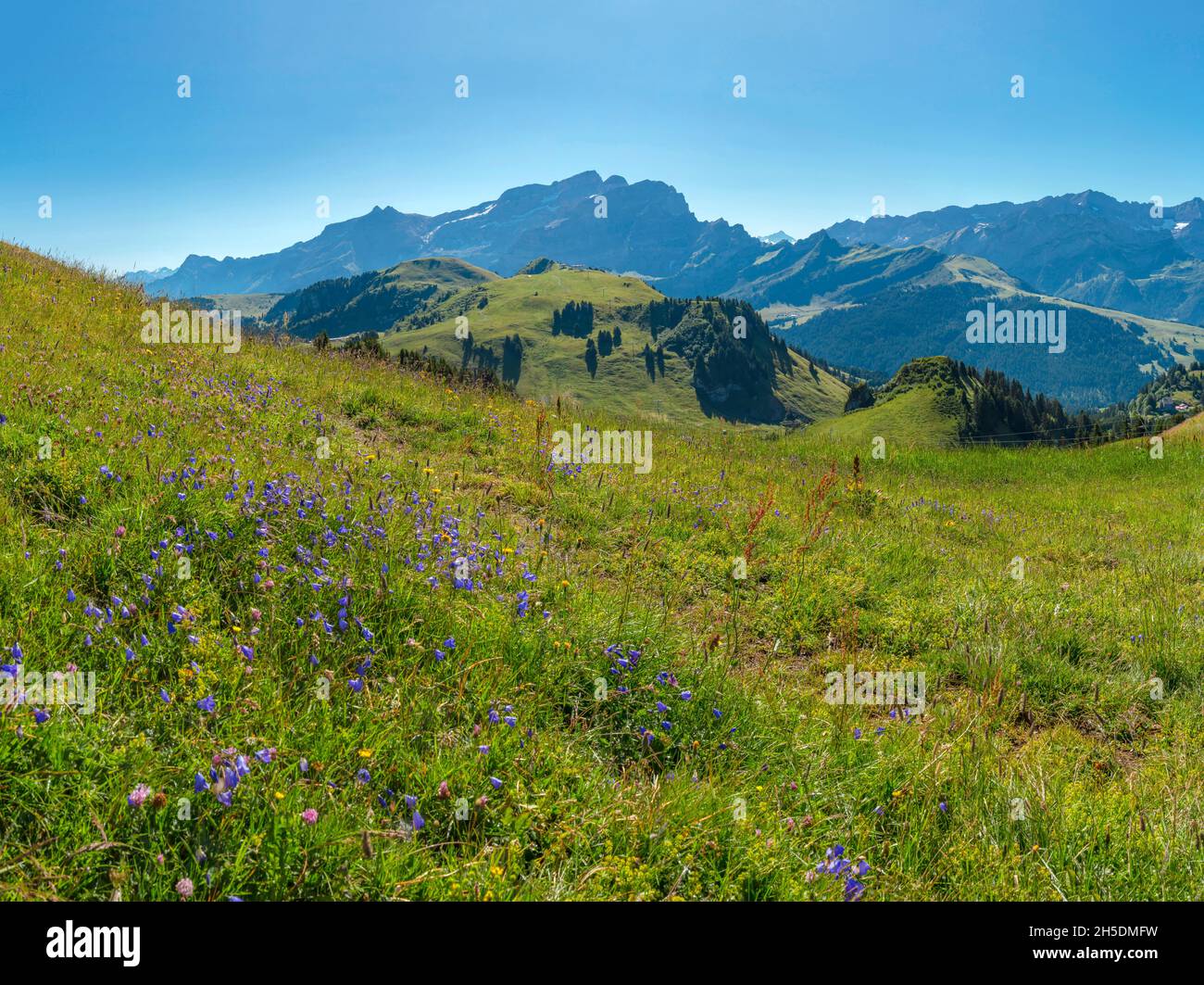 Col de Bretaye *** Local Caption ***  Villars-sur-Ollon, Switzerland, landscape, field,  meadow, flowers, summer, mountains, hills, Stock Photo
