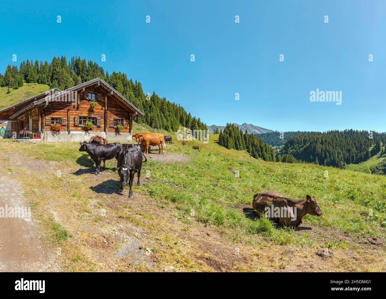 Cattle near a chalet,  Col de Bretaye *** Local Caption ***  Villars-sur-Ollon, Switzerland, landscape, field, meadow, summer, mountains, hills, Stock Photo