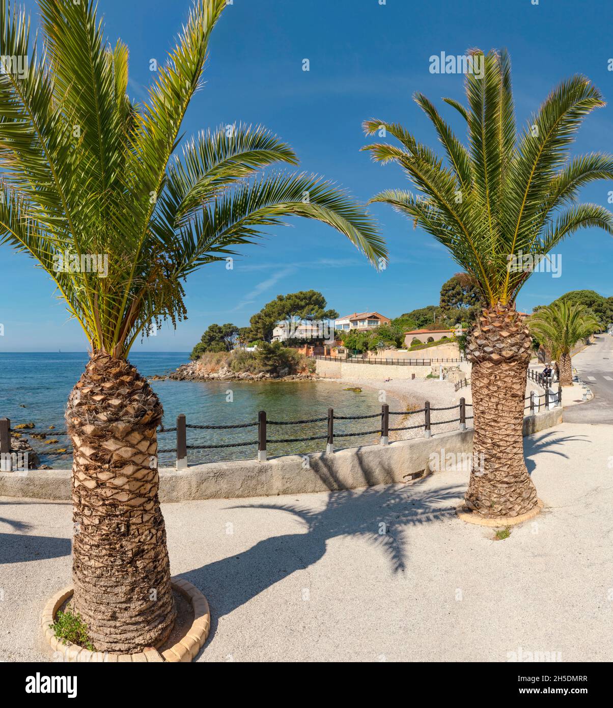 Palm trees at a promenade *** Local Caption *** Bandol, France ...