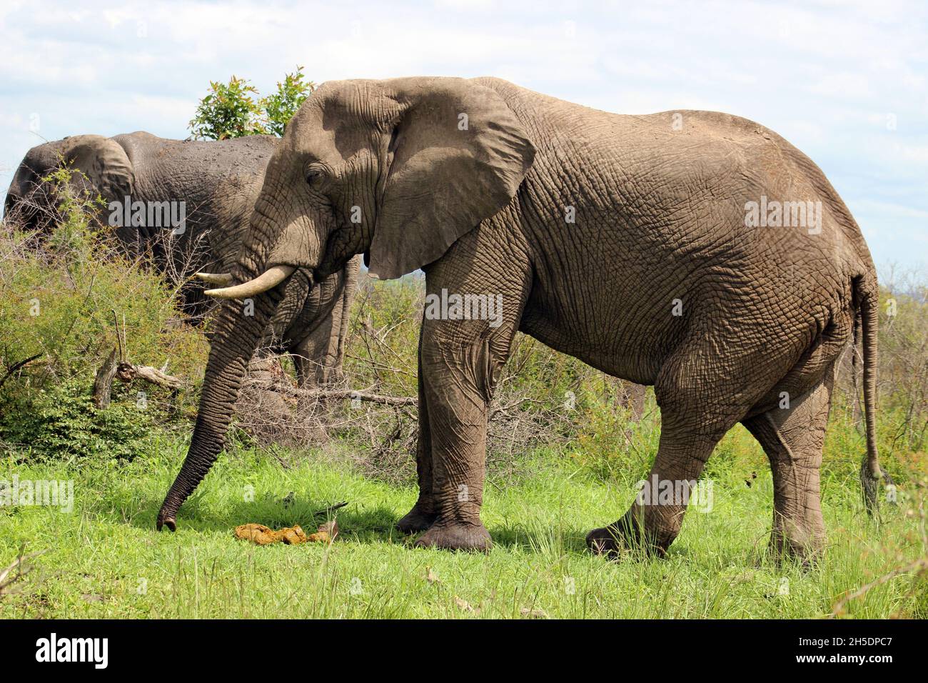 Big Five African bush elephant herd (Loxodonta africana) in the southern region of Kruger National Park, Mpumalanga Province of South Africa Stock Photo