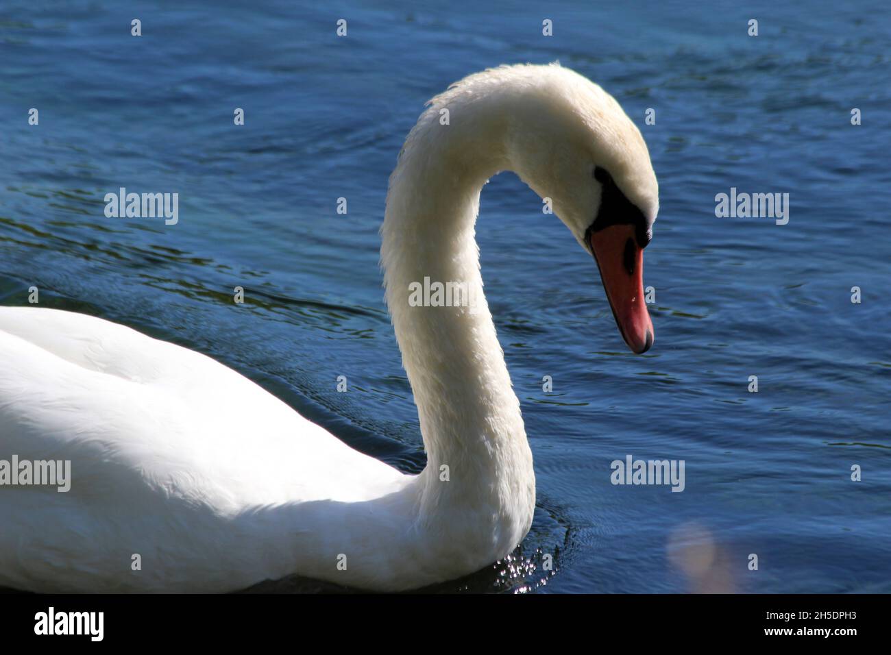 mute swan Stock Photo