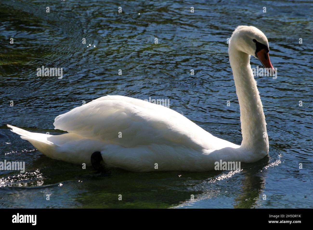 mute swan Stock Photo