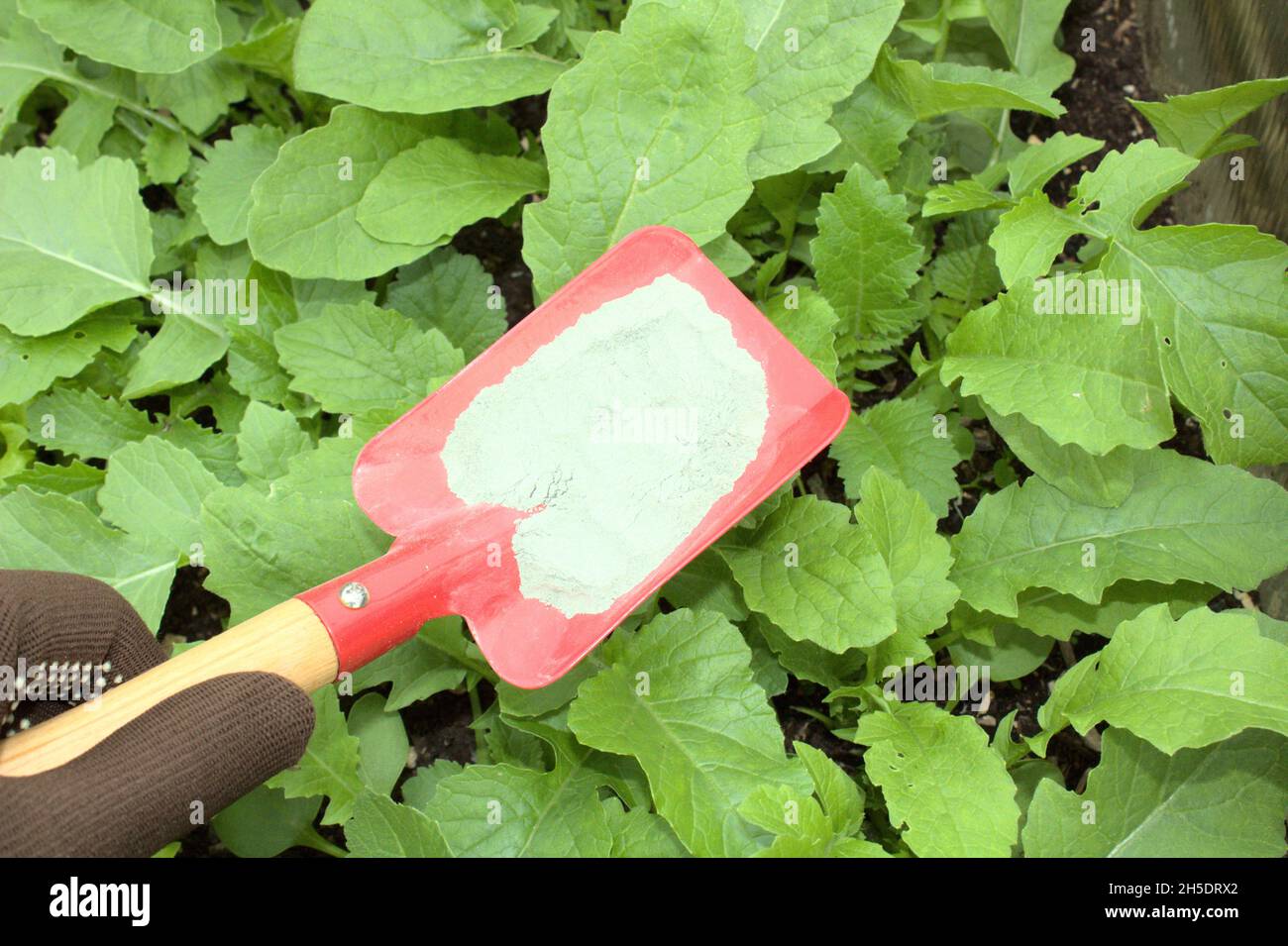 rock flour on a shovel and radish leaves Stock Photo Alamy