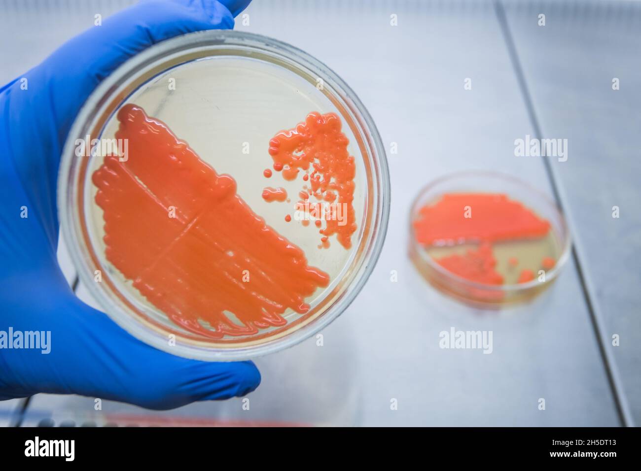 A scientist with a blue gloved hand holds a petri dish with orange