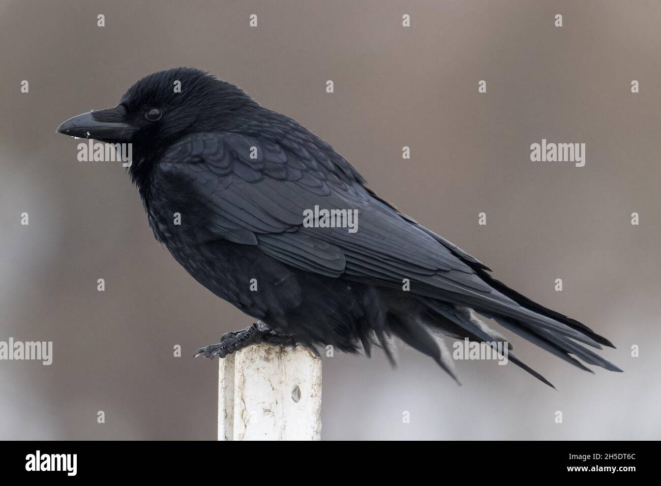 American crow perched hi-res stock photography and images - Alamy