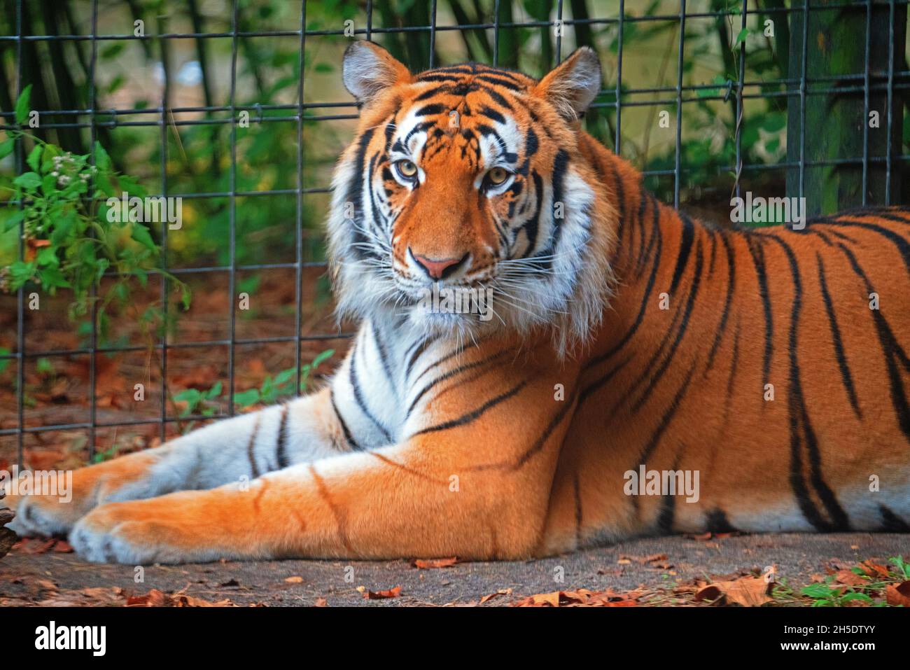 Tiger Sitting In A Cage At A Zoo Stock Photo Alamy tiger-sitting-in-a-cage-at-a-zoo-stock-photo-alamy