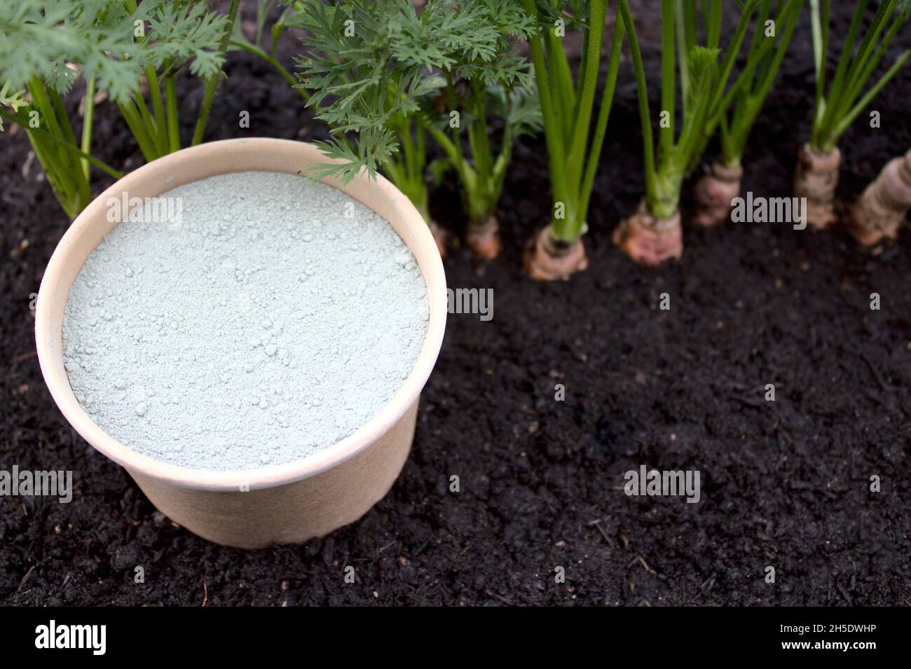 rock flour in front of carrots Stock Photo Alamy