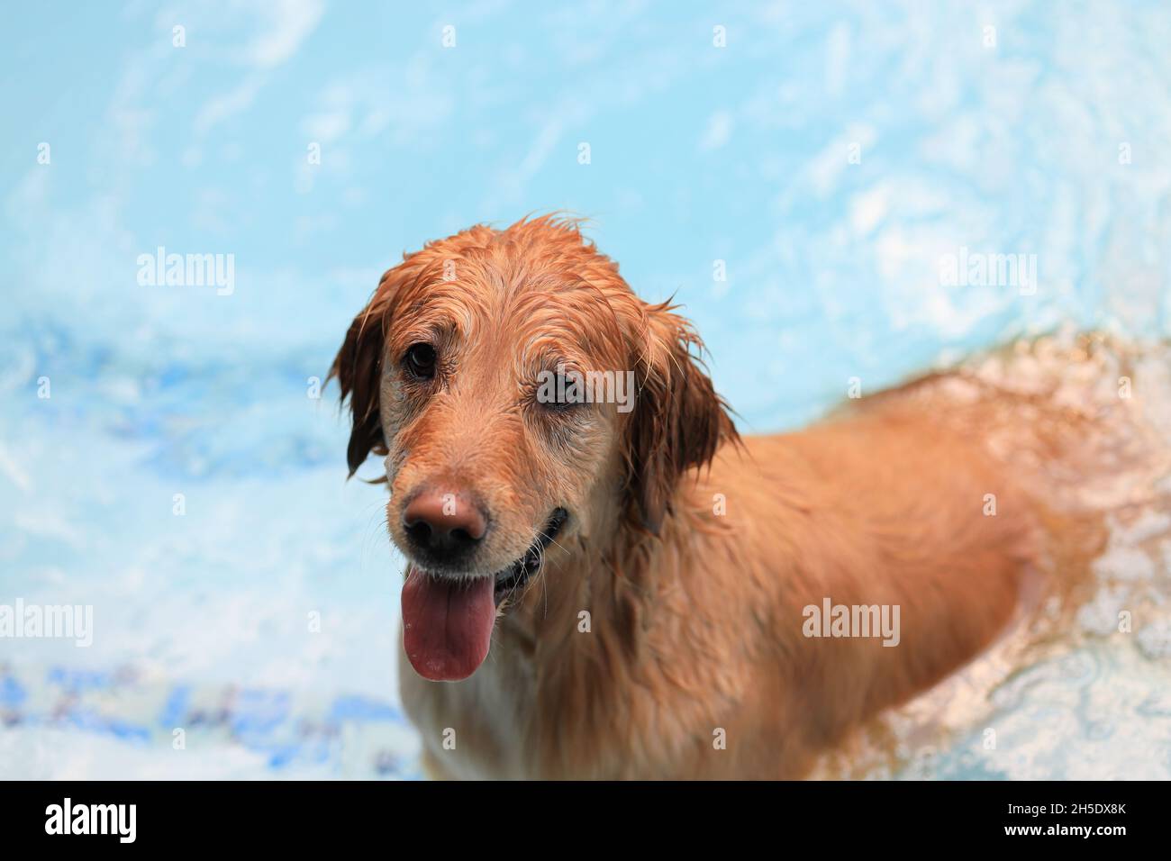 Playful golden retriever in swimming pool stand on the bottom after jumping and diving underwater to retrieve ball. Active games with family pets. Stock Photo