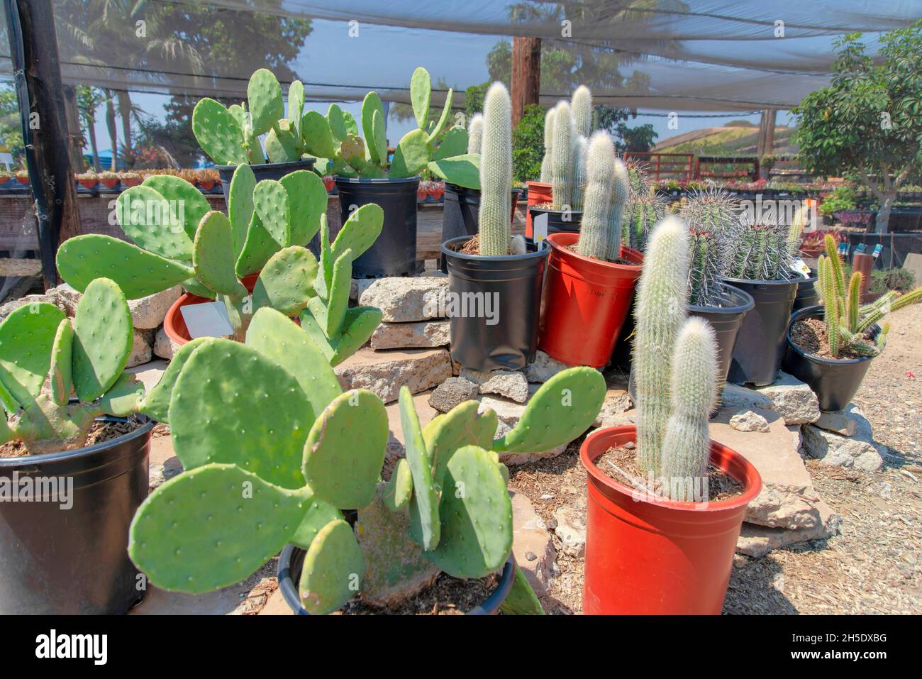 Medium sized cactus hi-res stock photography and images - Alamy