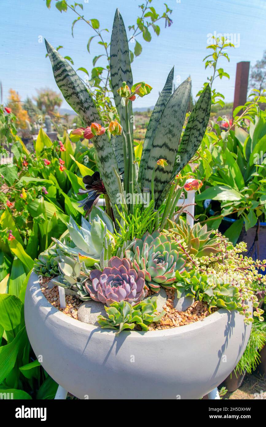 Snake plant in pot hi-res stock photography and images - Alamy