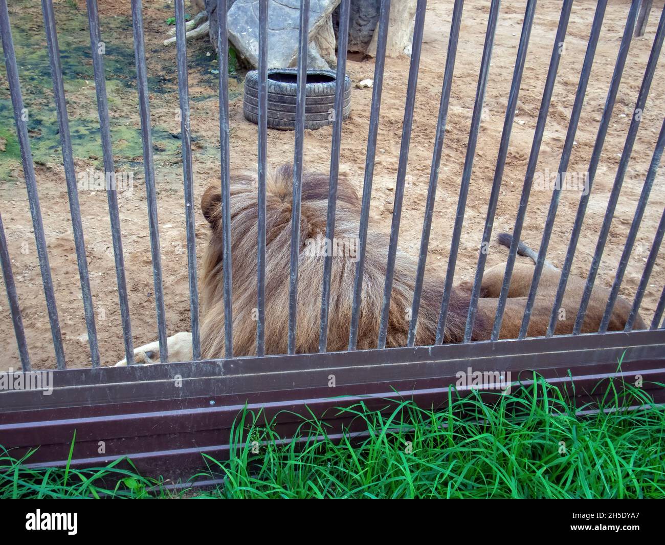lion and lioness sleep in the zoo's wolter, in summer Stock Photo Alamy