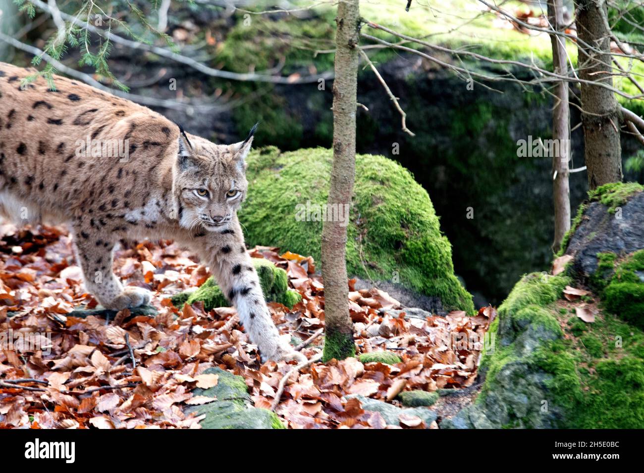 Ansitz hunter, Ansitzjäger, local predators, Endemically, to great cat, cat, cats, lynx, lynx in autumn, lynxes, Lynx, fur animal, fur animals, predat Stock Photo