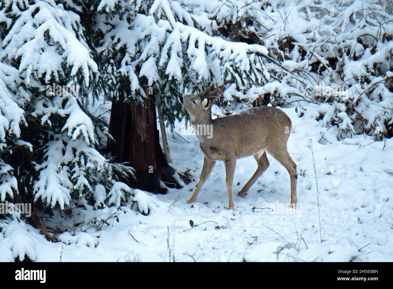Roe deer antlers in the phloem hi-res stock photography and images - Alamy