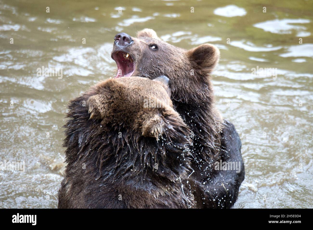 Brown bear, brown bear in the water, brown bears, bear, bear in summer