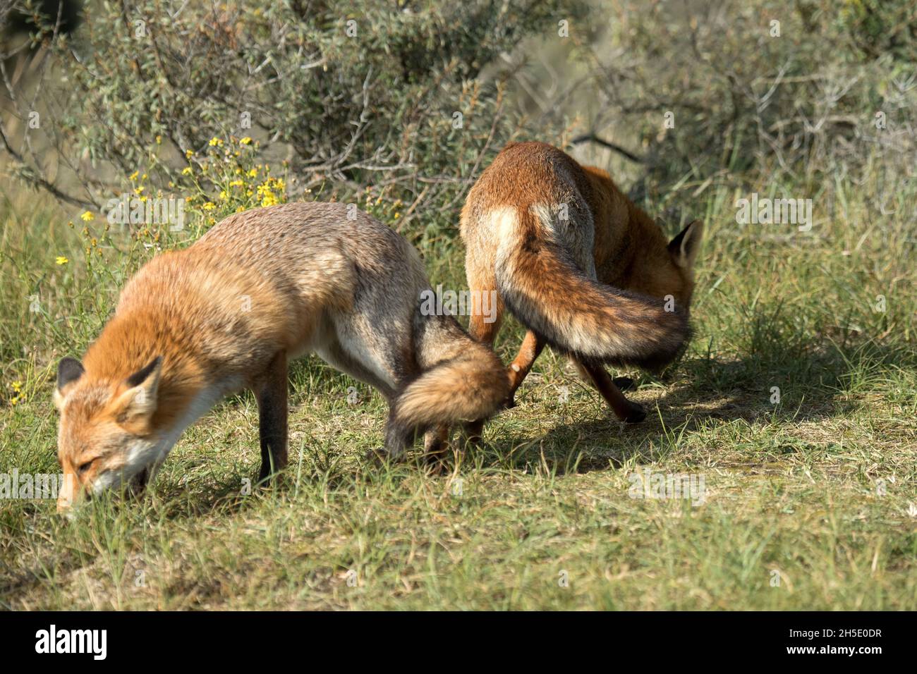 Shy foxes hi-res stock photography and images - Alamy