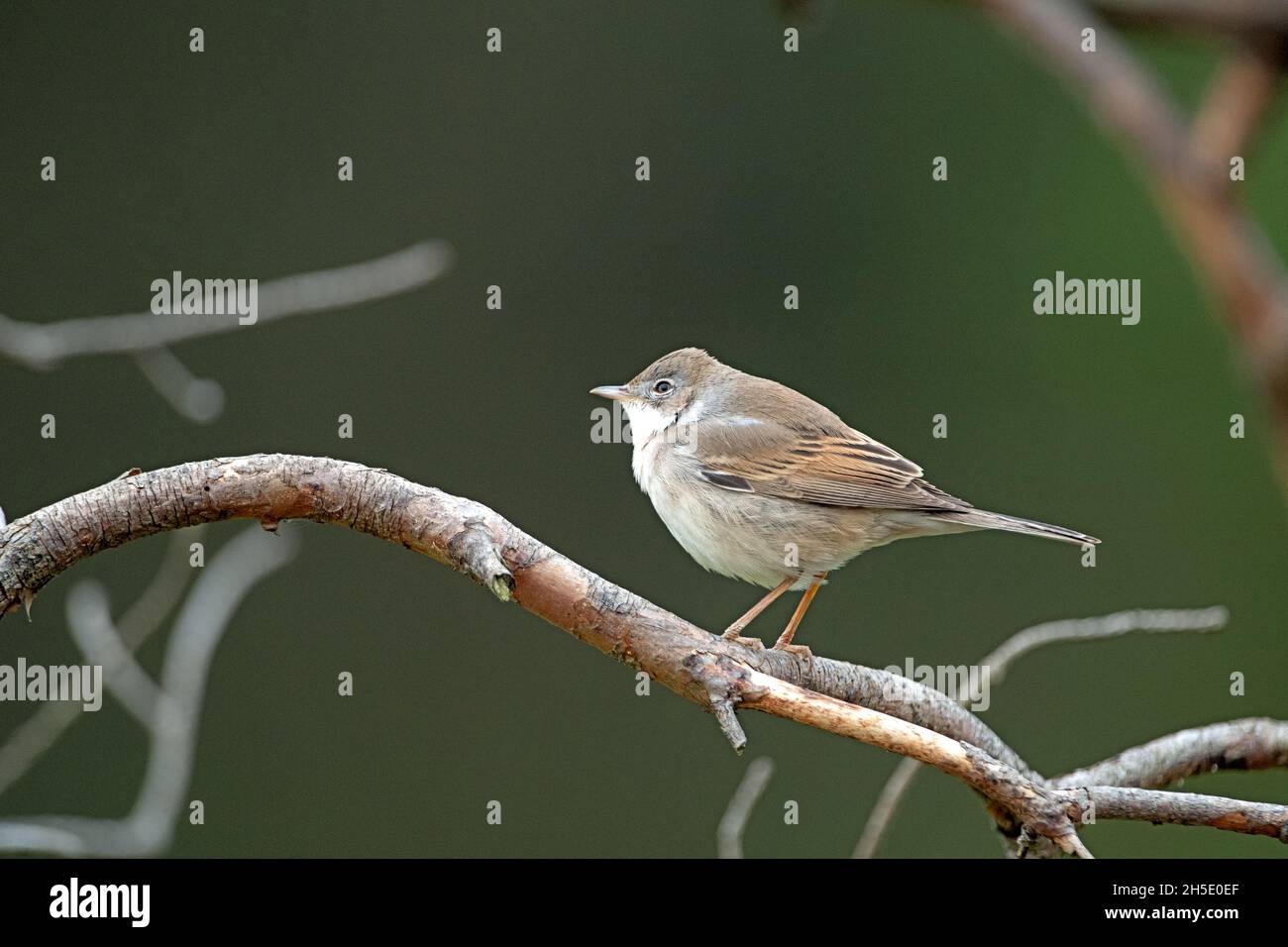 Kurz-Langstreckenziehrer, chiffchaff kind, Phylloscopus collybita, songbird, sparrow's bird, pasture foliage singer, Zilpzalp, bird of passage Stock Photo