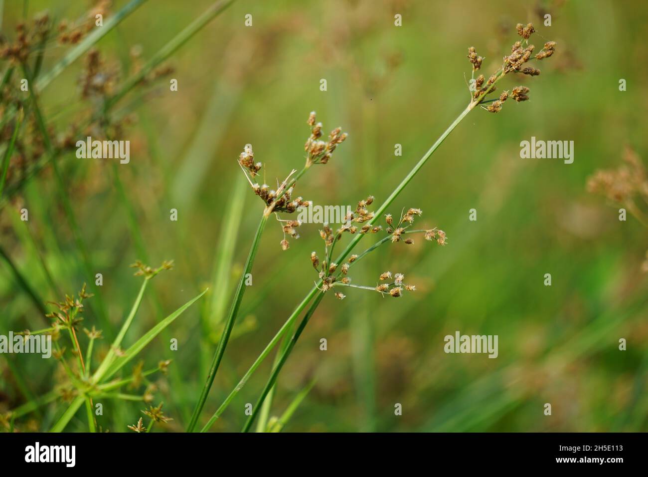 Festuca rubra (Also red fescue, creeping red fescue) with a natural background Stock Photo