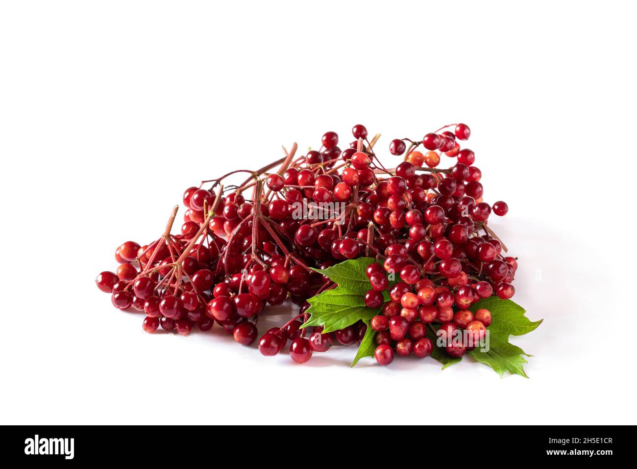 Viburnum red berry isolated on white Stock Photo Alamy