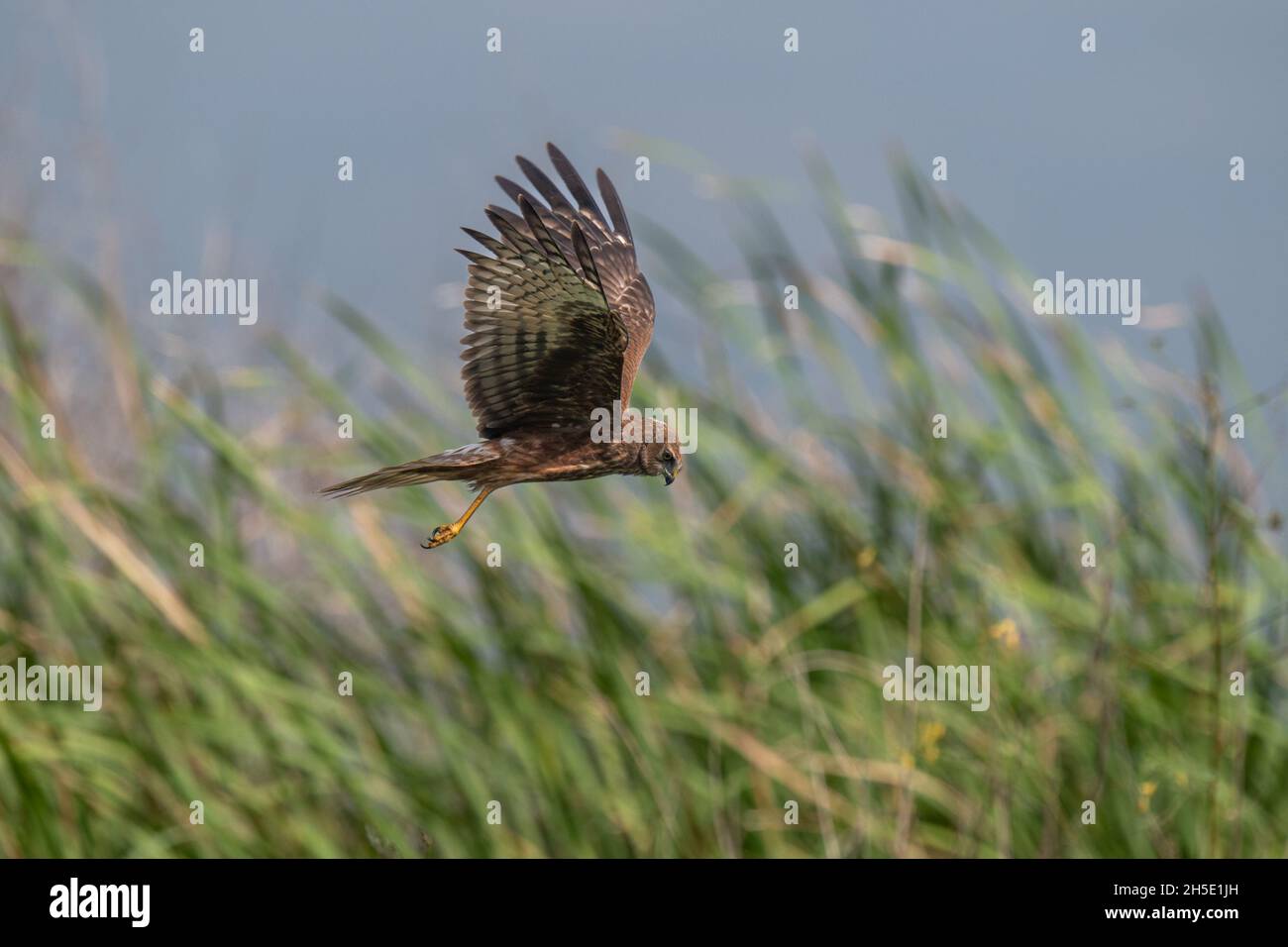 The pied harrier (Circus melanoleucos) is an Asian species of bird of prey in the family Accipitridae. Stock Photo