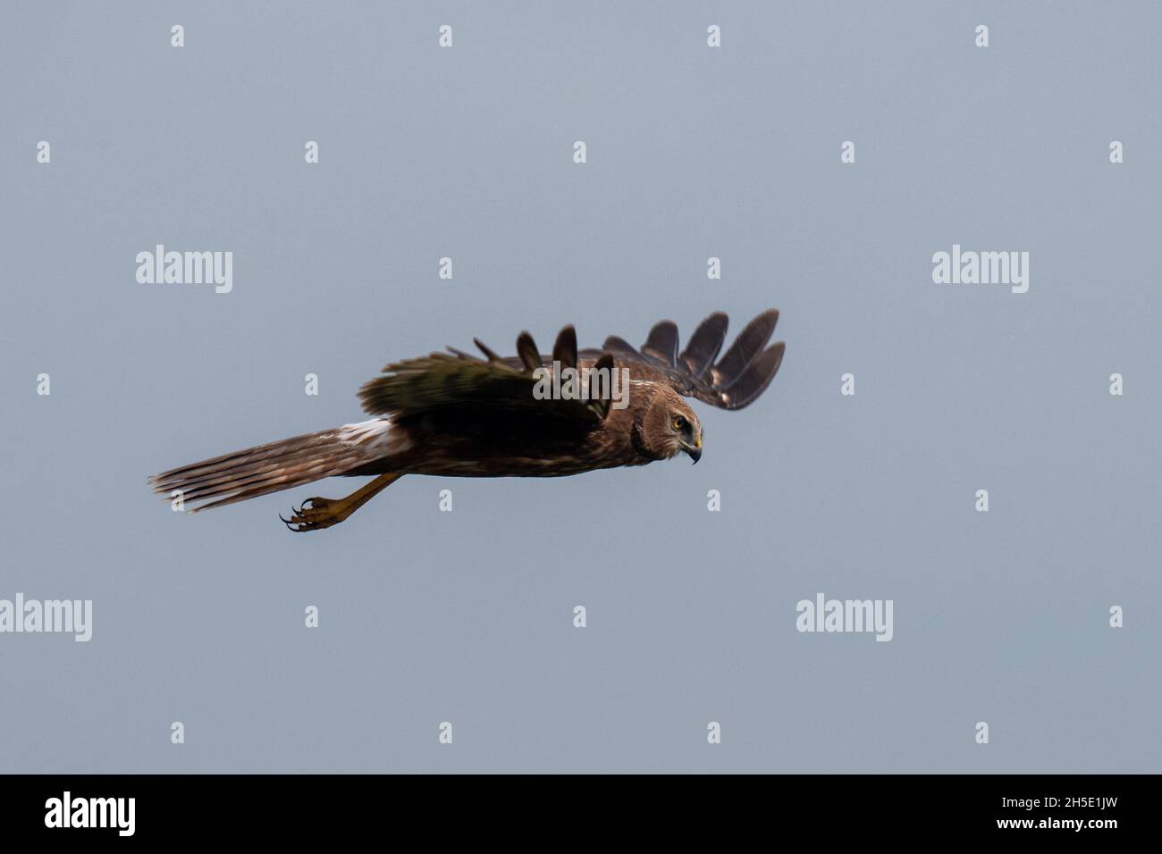 The pied harrier (Circus melanoleucos) is an Asian species of bird of prey in the family Accipitridae. Stock Photo