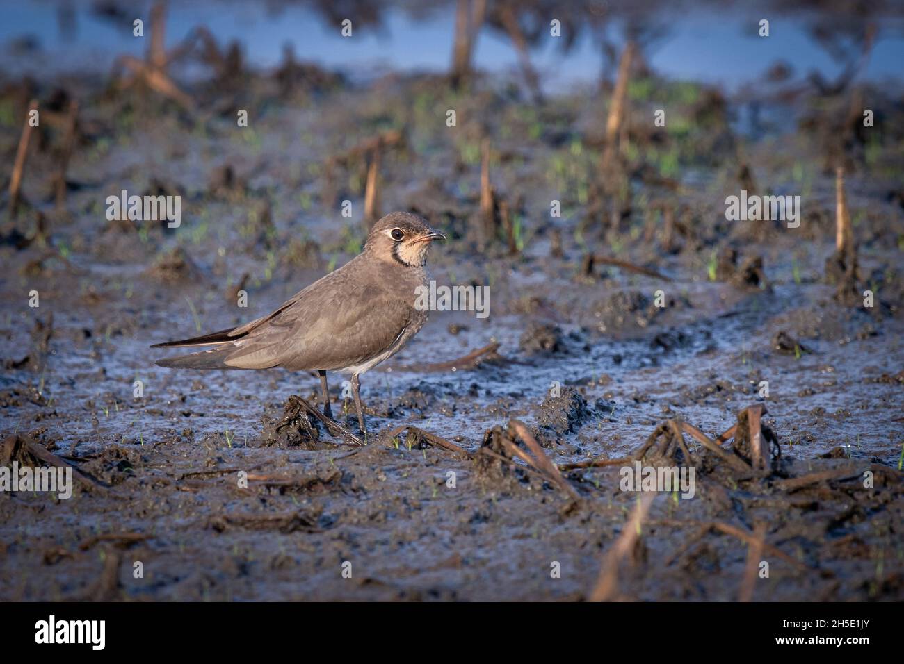 The oriental pratincole (Glareola maldivarum), also known as the grasshopper-bird or swallow-plover, is a wader in the pratincole family, Glareolidae. Stock Photo