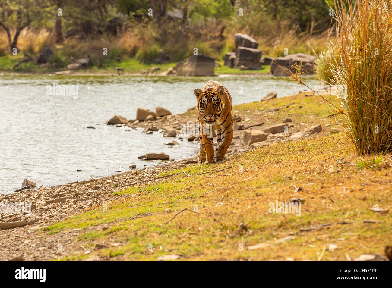 Amazing tiger in the nature habitat. Tiger pose during the golden light