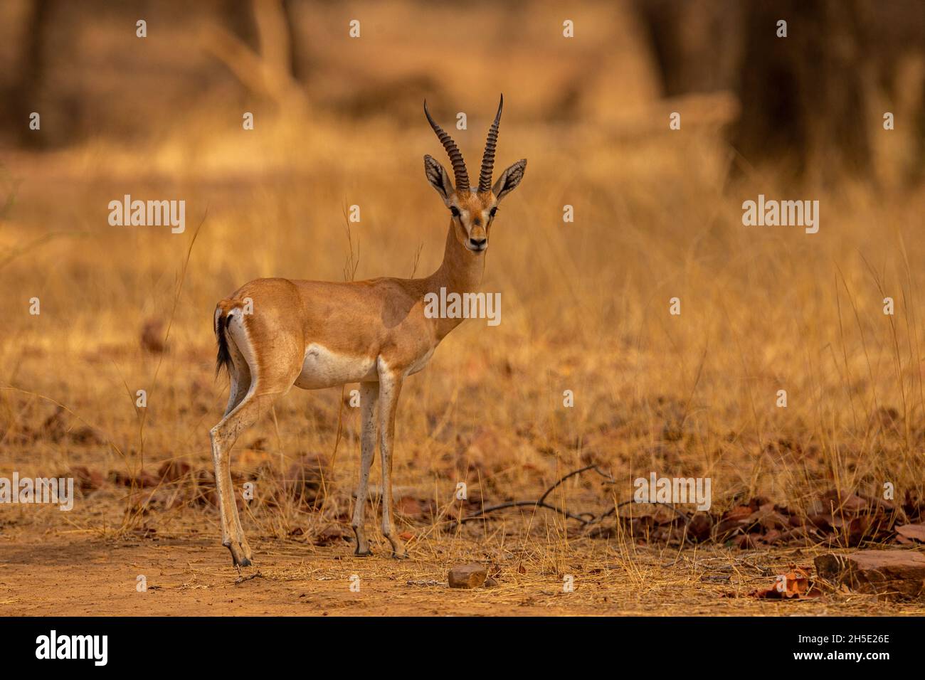 Indian gazell male in a beautiful place in india/wild animal in the nature habitat/India/chinkara stag Stock Photo