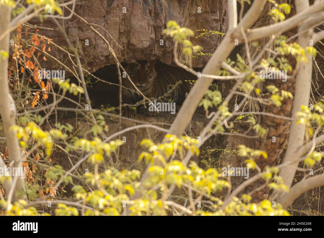 Amazing tiger in the nature habitat. Tiger pose during the golden light