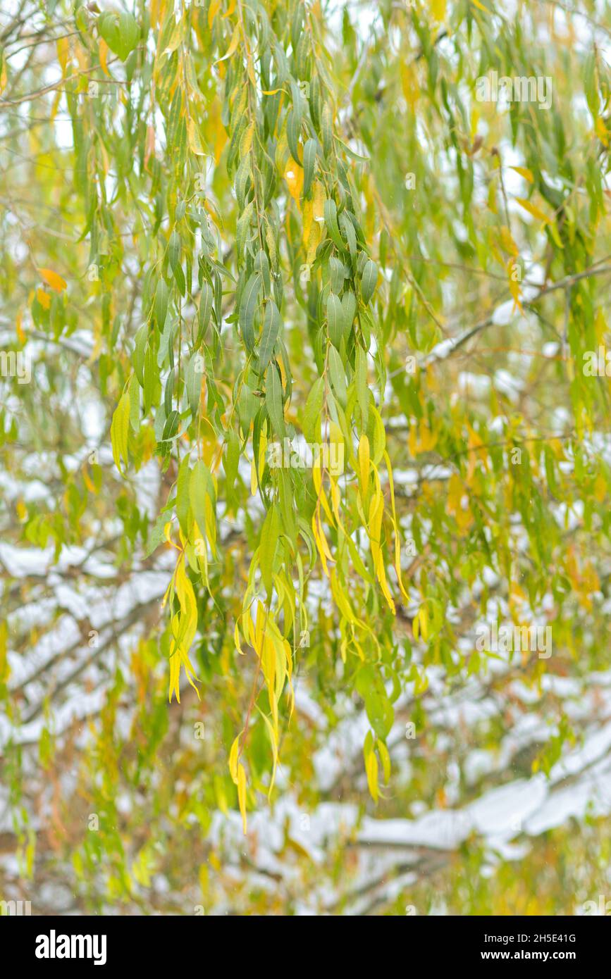 Yellow willow leaves hi-res stock photography and images - Alamy
