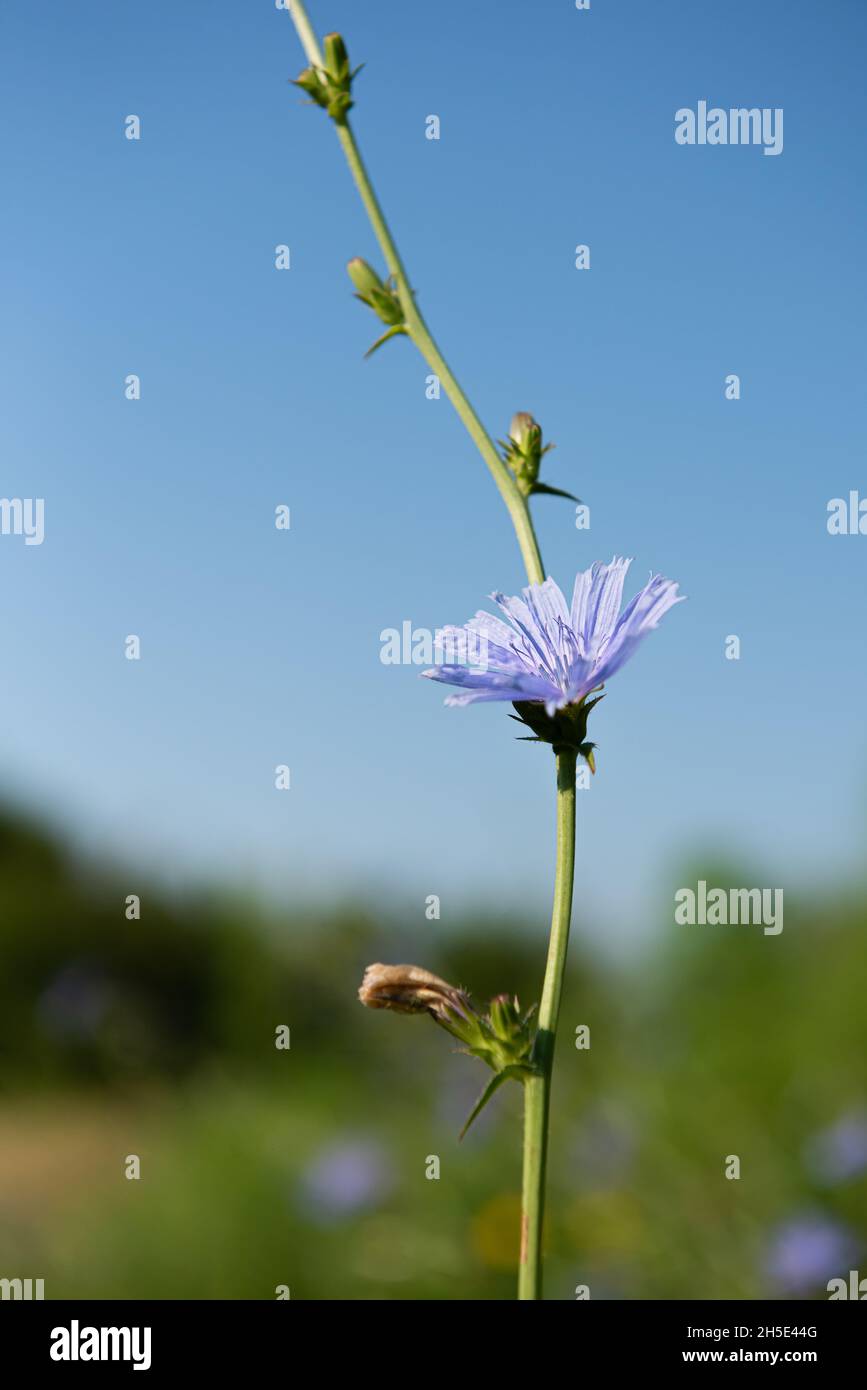 Blooming stem of chicory plant in natural habitat. The roots of this wildflower is used for alternative coffee drink. Unfocused summer meadow and blue Stock Photo