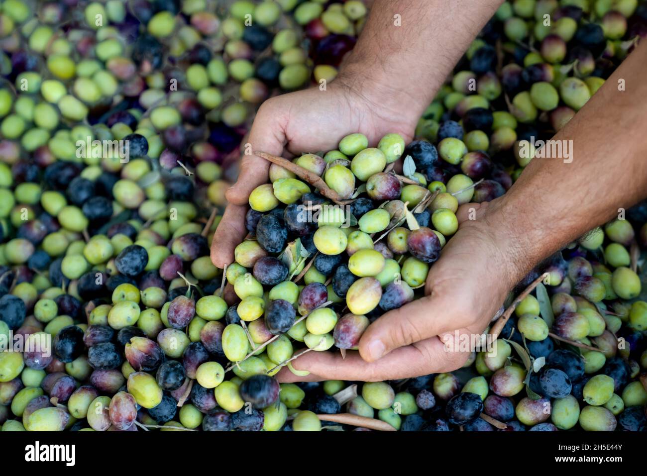 Handful of harvests of fresh olives in men's hands. Harvesting ripe olives. Concept of healthy and organic food. Top view, close-up. Stock Photo