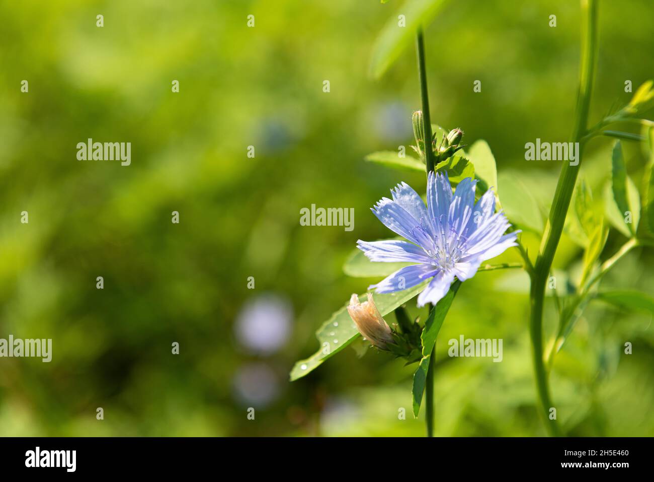 Close-up of fresh blue cichorium flower on stem in natural habitat. This wildflower is used for alternative coffee drink. Summer season. Unfocused lus Stock Photo