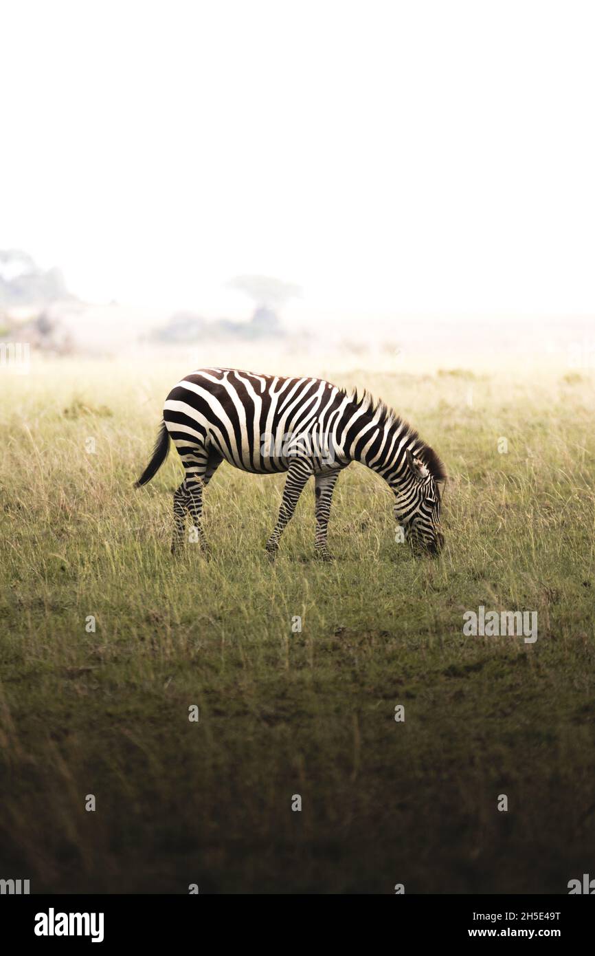 a single zebra eating grass vertical photo Stock Photo