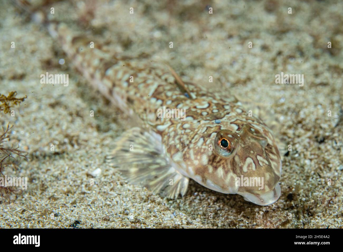 Common Dragonet Callionymus Lyra At The Coast Of Norway Stock Photo Common Dragonet Callionymus Lyra At The Coast Of Norway Stock Photo