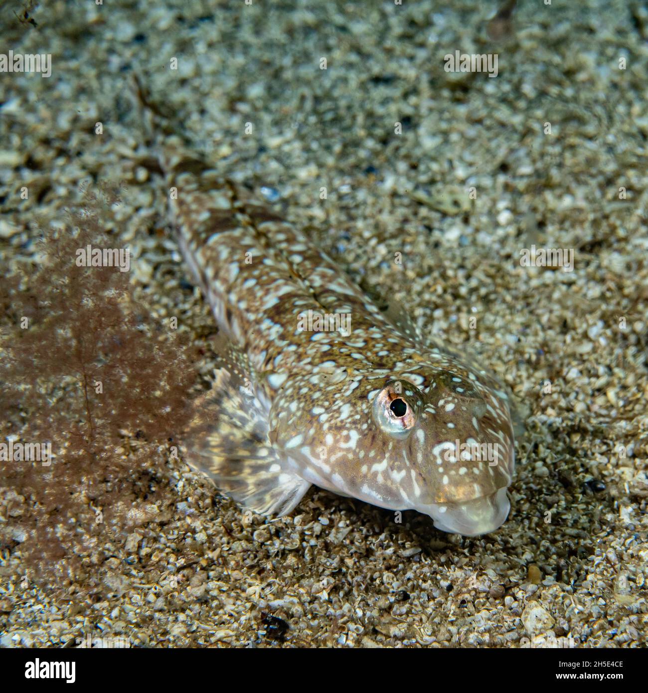 Callionymus Lyra Hi res Stock Photography And Images Alamy Callionymus Lyra Hi res Stock Photography And Images Alamy
