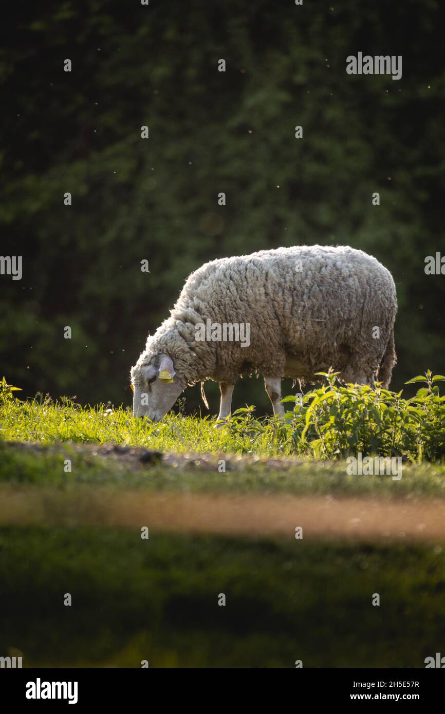 Sheep eating grass in green meadow vertical photo Stock Photo - Alamy