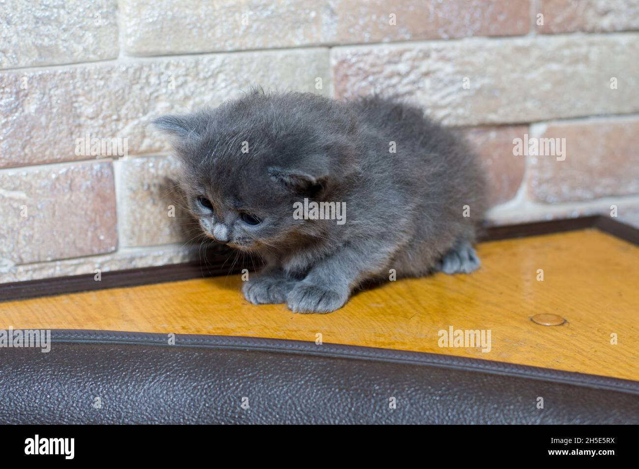 kitchen kitten